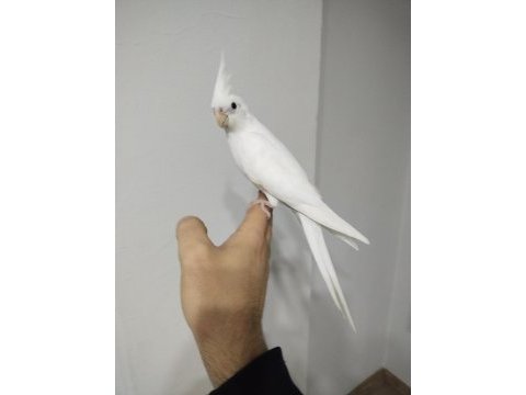Yeni yeme düşmüş albino kırmızı göz sultanlar