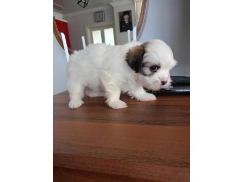 Terrier can dostları bunlar