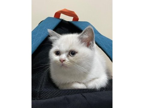 British shorthair blue point