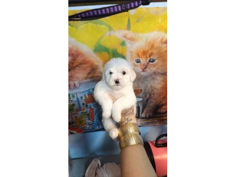 Yavru maltese köpekler