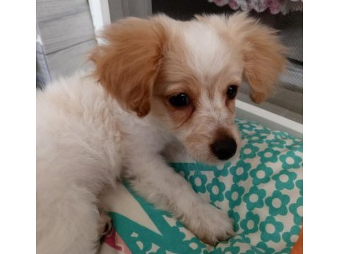 Yavru köpeğimizi sahiplendirmek istiyorum