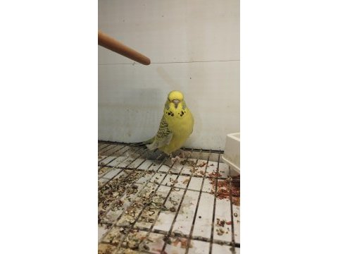 45-50 günlük bebek alıştırmalık muhabbet kuşu yavrular