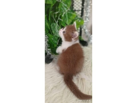 British shorthair kediğiği sahiplendirme