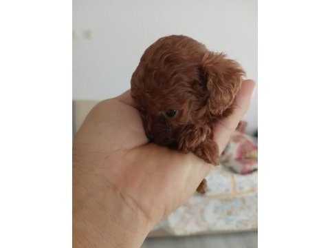 Kore toy poodle