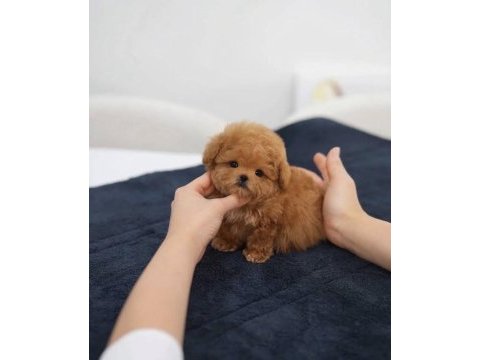Eşsiz güzellikte maltipoo yavrusu 