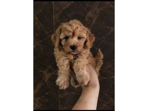 Uygun vasıflı safkan poodle