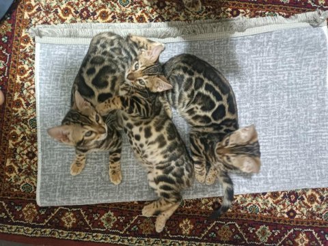 Küçük kaplan kediler