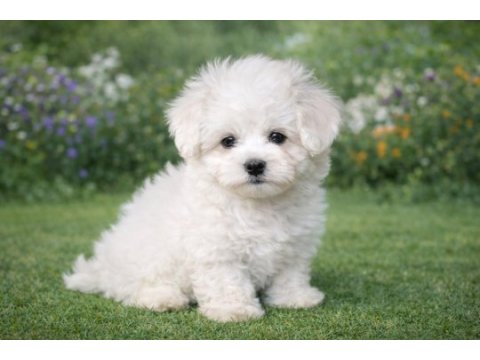 A kalite gerçek maltese terrier köpekler