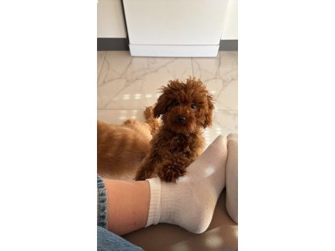 2 erkek poodle