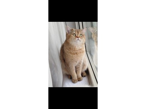 British shorthair erkek yavru