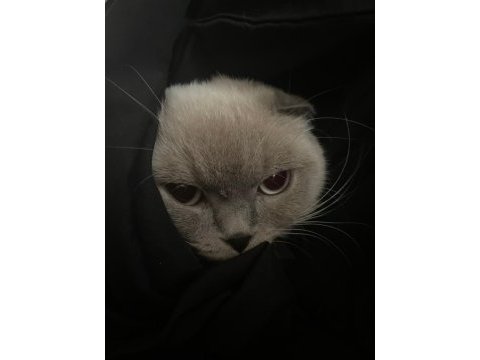 Scottish fold blue point kedisi