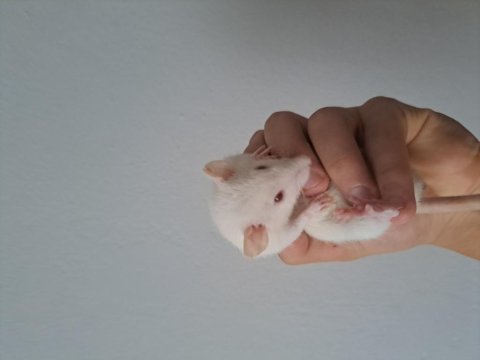 Rat faresi çift
