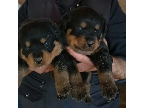 Rottweiler yavru köpekler