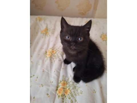 Scottish fold ve british shorthair yavruları özel renkler