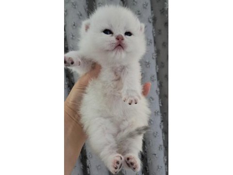 Silver ns11 dişi full şecereli british shorthair