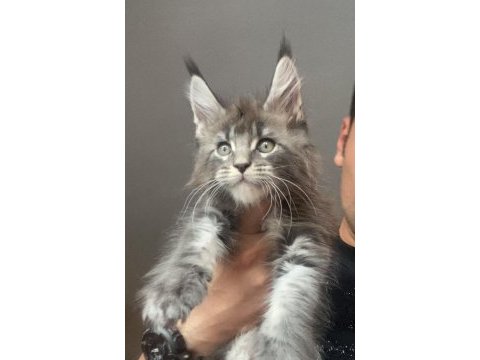 Xxxl erkek ufak vaşak gibi maine coon