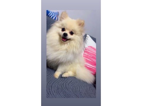 Yavru dişi pomeranian beyaz bursa