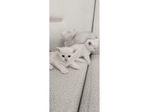 British shorthair kediler