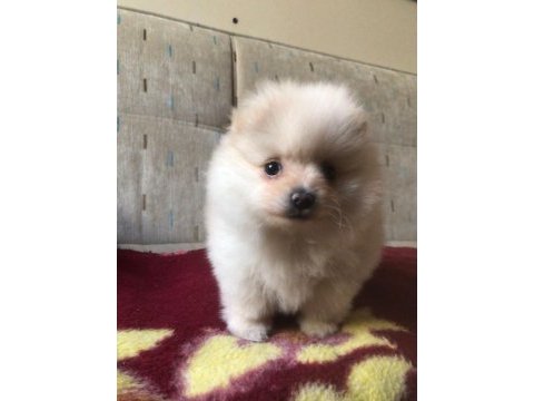 Orjinal kendi dişi yavrumuz pomeranian