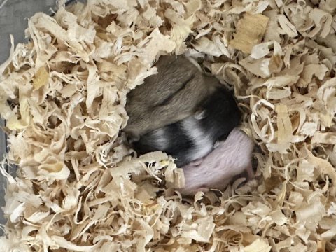 Hamster (ataşehir)