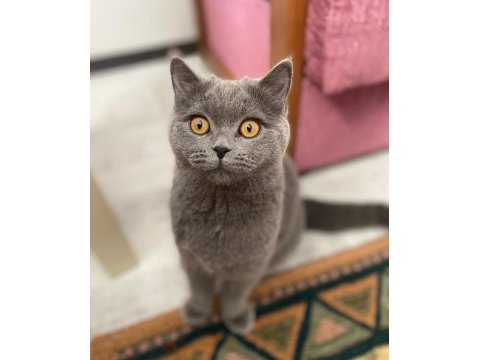 Ücretsiz sahiplendirme british shorthair dişi