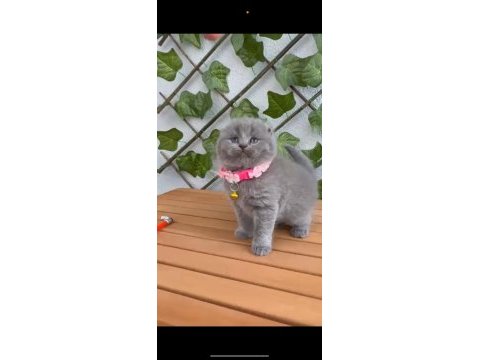 Scottish fold 2 aylık dişi
