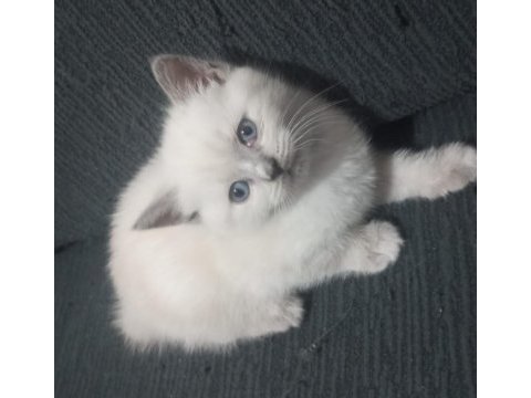 Minik kediler
