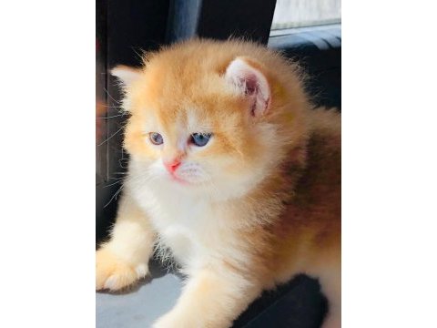 A kalite british shorthair golden yavrular