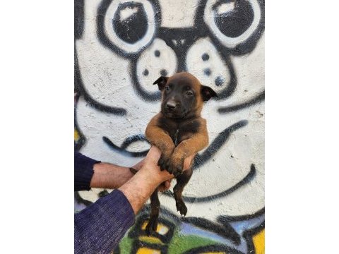 Belçika kurdu köpeği