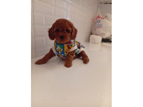 Toy poodle anne altından kaliteli