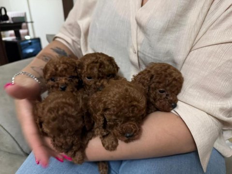 Red brown kore tea cup poodle bebekler