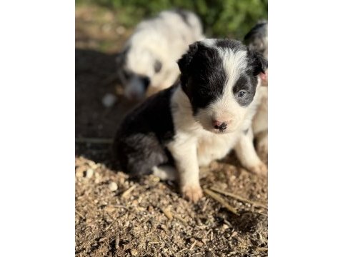 Üreticiden border collie yavrularımız