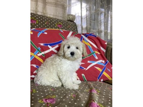 Şahane maltipoo patiler