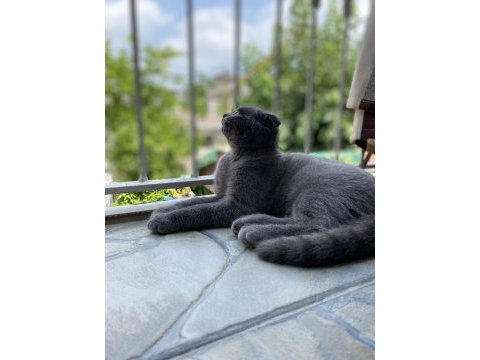 Yakışıklı scottish fold oğlum