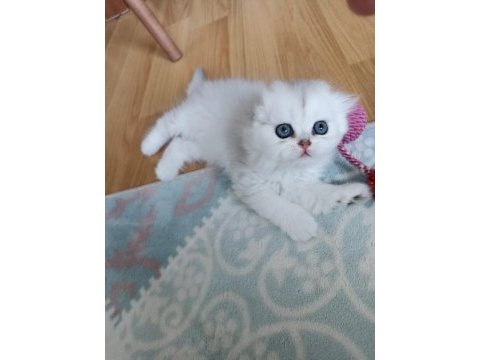 Mükemmel sıfır kulak scottish fold longhair bebeğim