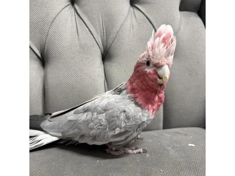 Yavvru gül kakadu papağanı