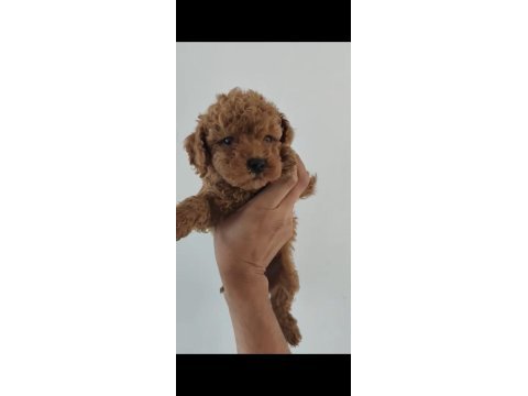 Kore ve toy poodle yavrularımız