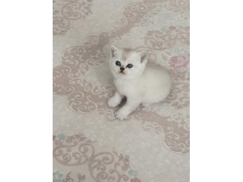 2 aydan küçük british shorthair yavrular