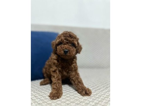 Kore red brown toy poodle yavrular