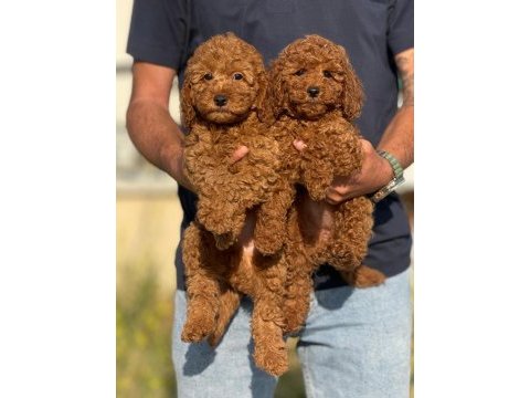Petmode köpek çiftliğinde ziyarete açık toy poodle