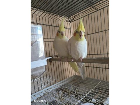 Lutino takım sultan papağanı