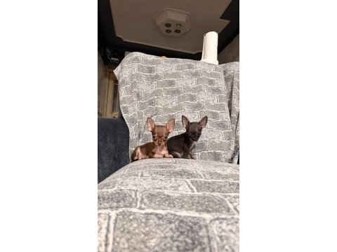 Kg garantili teacup chihuahua bebekler