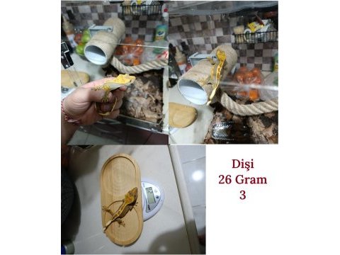 Sağlıklı sezona hazır crested gecko
