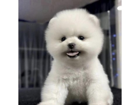 Pomeranian boo yavrumuz