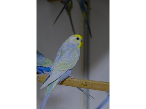 Rainbow muhabbet kuşları