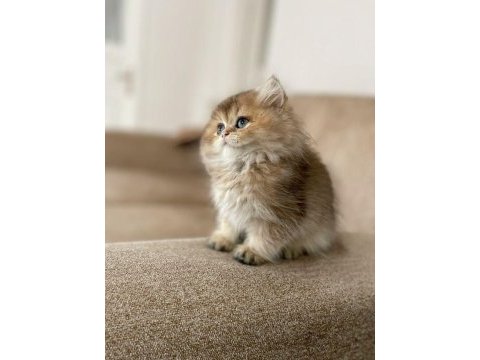 En nadir ırk golden ny11 british longhair