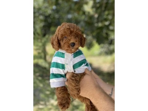 Toy poodle bebeklerim