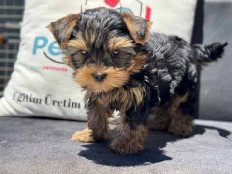 Wc eğitimli  tea cup yorkshire terrier 