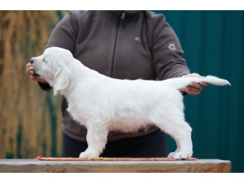 Golden retriever kapıda ödeme hizmetimiz vardır