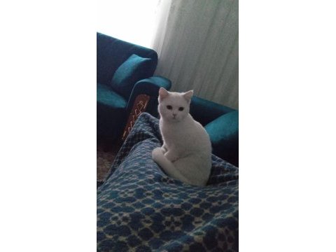 9 aylık british shorthair kızım mia ya yuva arıyoruz